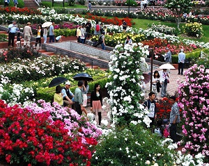 島田市ばらの丘公園